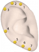 Orecchio_con_numeri-1