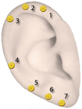 Orecchio_con_numeri-2