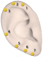 Riflessologia auricolare - Orecchio con numeri 2
