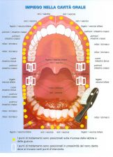 Reflexology of the mouth cavity - cavita orale tini