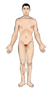 Prostata - Untitled design 12